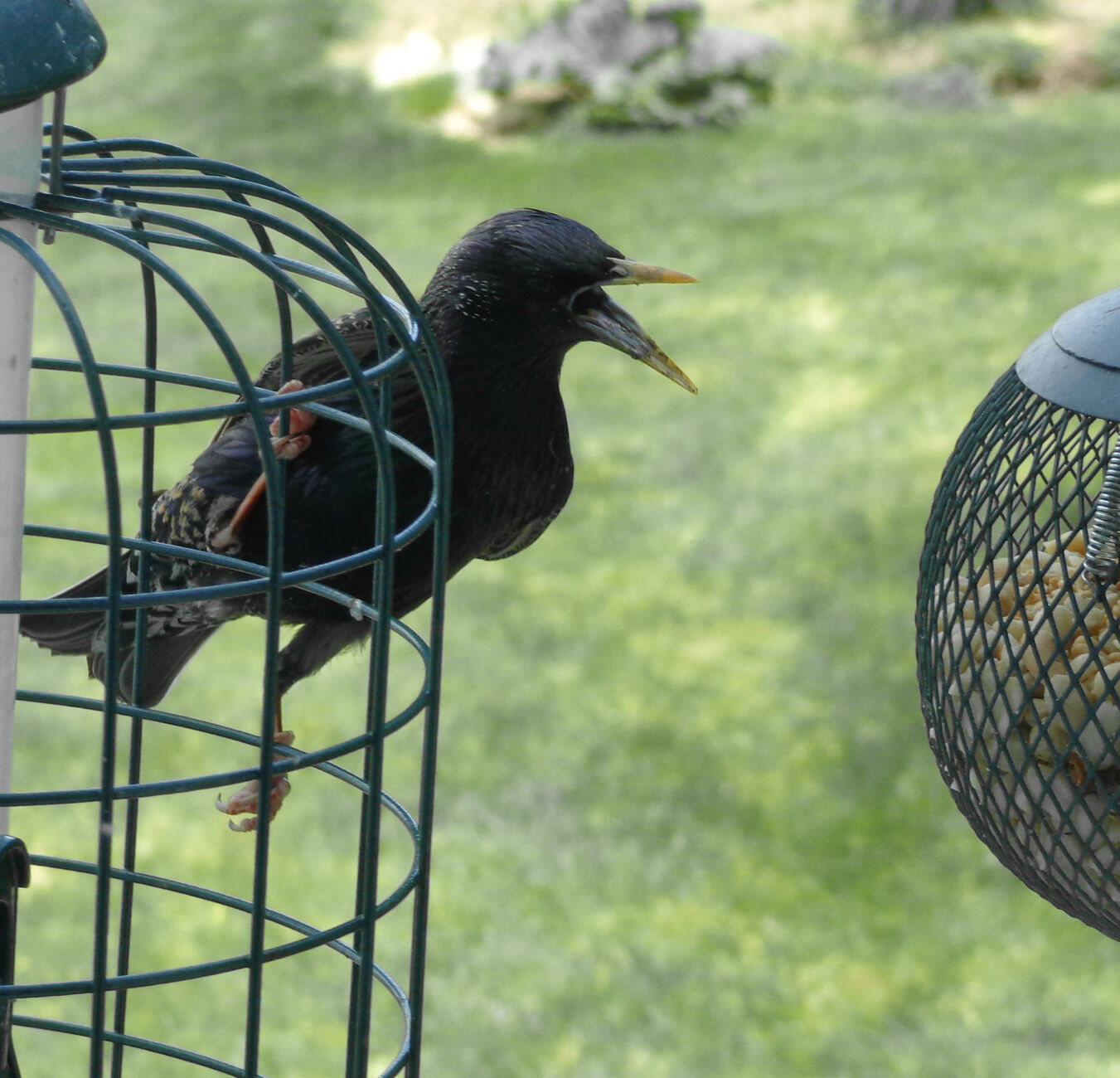 Starling